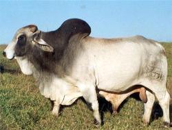 婆罗门牛视频,探寻古老印度信仰与现代生活的奇妙交融